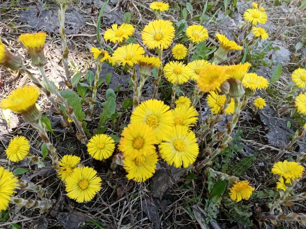 Цветы кузбасса фото с названиями